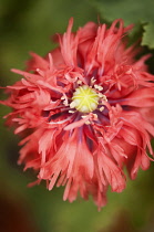 Poppy, Papaver somniferum. Single flower head with multiple, divided petals giving ruffled or ragged appearance.