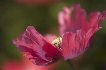 Poppy, Papaver somniferum. Single flower with delicate, crumpled pink petals, in sunlight.