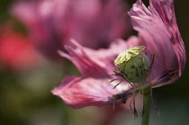 Poppy, Papaver somniferum. Fading flower with petals and stamens falling away from central ripening seed head.