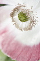 Poppy, Papaver somniferum. Close cropped view of single flower with white petals edged in pink and showing detail of stamens surrounding developing seed head.