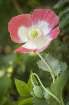 Poppy, Papaver somniferum. Single, open flower with white petals edged in pink above bud on bent stem.