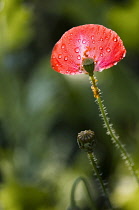 Poppy, Papaver rhoeas Shirley series. Two seed heads one with single petal attached giving appearance of an open fan, scattered with droplets of water.