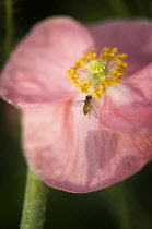 Poppy, Papaver rhoeas Shirley series. Hoverfly on yellow stamen of single, open flower with shadow of seedhead on petal.