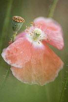 Poppy, Papaver rhoeas Shirley series. Single, open flower with delicate, drooping petals beside ripening seedhead.