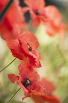 Poppy, Papaver rhoeas Shirley series. Group of flowers with delicate, crumpled petals and black stamens surrounding pale seedheads.