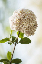 Viburnum burkwoodii. Rounded flower head of tubular, pale pink flowers on woody stem with oval, green leaves.