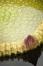 Water lily. Close cropped detail of Giant water lily Victoria cruziana showing textured surface beneath water and curved rim of growing leaf.