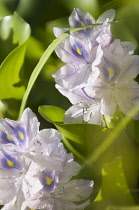 Common Water Hyacinth, Eichornia crassipes. Spikes of pale blue flowers of water plant considered invasive outside native habitat.