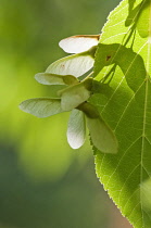 Leaf and winged seeds of Pre David's Maple, Acer davidii in sunlight.