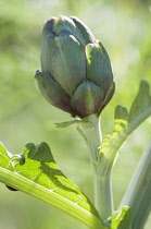 Developing flower head of Globe artichoke, Cynara scolymus.