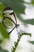 Glass winged butterfly, Greta Oto on unidentified plant. This butterfly is so called because its wings lack coloured scales and give the impression of glass.