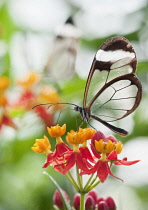 Glass winged butterfly, Greta Oto feeding on Bloodflower, Asclepias curassavica. This butterfly is so called because its wings lack coloured scales and give the impression of glass.