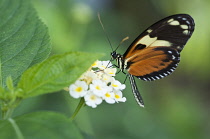 Heliconius hecale zuleika butterfly feeding on clustered white flowers of Lantana camara