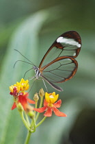 Glass winged butterfly, Greta Oto feeding on Bloodflower, Asclepias curassavica. This butterfly is so called because its wings lack coloured scales and give the impression of glass.