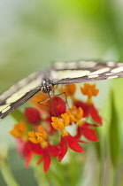 Butterfly feeding on Bloodflower, Asclepias curassavica.