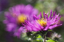 Flowers of Aster Novi-Belgii Royal ruby. Selective focus.