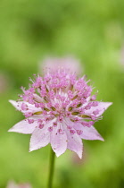 Astrantia maxima flower head with umbel of small flowers surrounded by pale pink bracts.