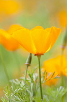 Californian poppy, Eschscholzia californica.