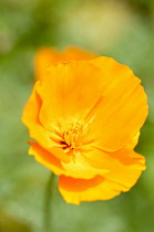 Single, orange flower of Californian poppy, Eschscholzia californica.