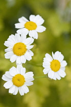 Daisy-like flowers of Feverfew, Tanacetum parthenium