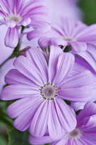 Pale purple, daisy-like flowers of Cineraria, Pericallis x hybrida.