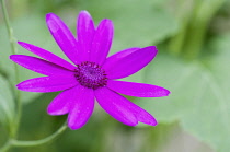 Single flower of Cineraria, Pericallis x hybrida.