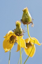 Yellow flowers of Clematis tangutica with fluffy seedheads in foreground against blue sky.