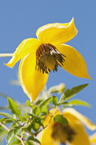 Yellow flowers of Clematis tangutica.