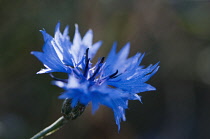 Single Cornflower, Centaurea cyanus.