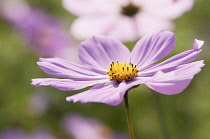 Single, saucer-shaped flower of Cosmos bipinnatus with pale pink petals surrounding yellow centre.