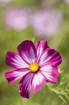 Single, saucer-shaped flower of Cosmos bipinnatus Sensation Picotee with pinkish white petals irregularly edged in crimson surrounding yellow centre.