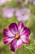 Single, saucer-shaped flower of Cosmos bipinnatus Sensation Picotee with pinkish white petals irregularly edged in crimson surrounding yellow centre with hoverfly.