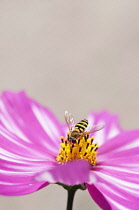Single, saucer-shaped flower of Cosmos bipinnatus Sensation Picotee with pink petals irregularly streaked with white and hoverfly on yellow centre.