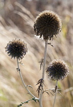 Spherical seed heads of Globe thistle, Echinops cultivar.