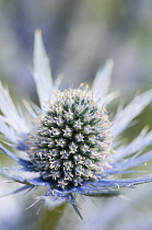 Sea holly, Eryngium x zabelii Jos Eijking. Thistle-like flower head surrounded by spiny, silvery blue bracts.