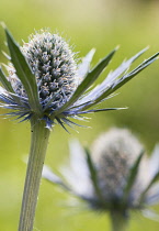 Sea holly, Eryngium x zabelii Jos Eijking. Thistle-like flower heads surrounded by spiny, silvery blue bracts.