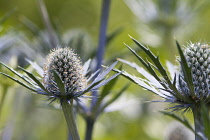 Sea holly, Eryngium x zabelii Jos Eijking. Thistle-like flower heads surrounded by spiny, silvery blue bracts.