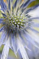 Sea holly, Eryngium zabelii Big Blue, Close view of thistle-like flower head surrounded by silvery blue bracts.