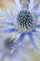 Sea holly, Eryngium zabelii Big Blue, Close view of thistle-like flower head surrounded by silvery blue bracts.