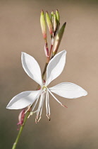 Gaura lindheimeri Whirling butterflies. Stem with single, white, open flower and cluster of buds.
