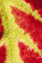 Vitis vinifera Queen of Esther, close cropped view of red and yellow, variegated leaf.
