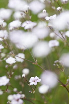 Small, white flowers of Gypsophila Rosenschlier, selective focus.