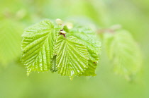 New, green leaves of Hazel, Corylus avellana.