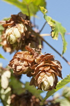 Flower cluster of Hop, Humulus lupulus growing from stem.