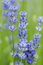 Flower spikes of lavender, Lavandula angustifolia Blue Cushion.