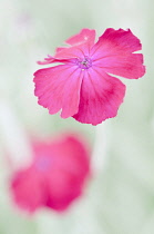 Close view of crimson flower of Rose campion, Lychnis coronaria with another behind.