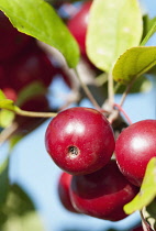 Cluster of shiny, red fruit of Carmine crab apple, Malus x atrosanguinea Gorgeous.