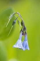 Blue, funnel-shaped, pendent flowers of Virginia Bluebell, Mertensia virginica with water droplets on petals.