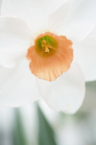 Daffodil, Narcissus Diamond Jubilee. Cultivar develped especially for the Queens Diamond Jubilee in 2012 with white, trumpet shaped flower with orange centre.