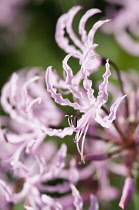 Close, cropped view of flowers of Nerine undulata with narrow, pink, crinkled petals and protruding stamen.